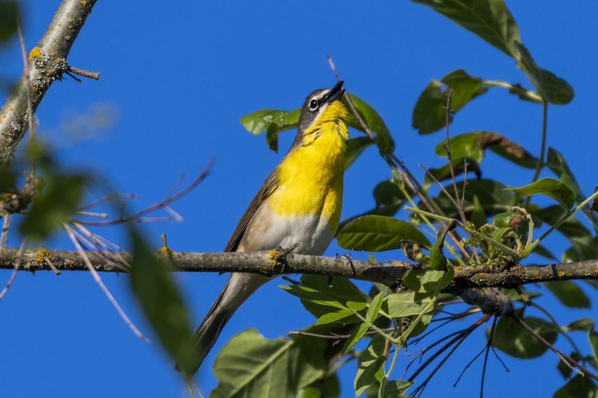 Yellow-breasted Chat - ML157521161