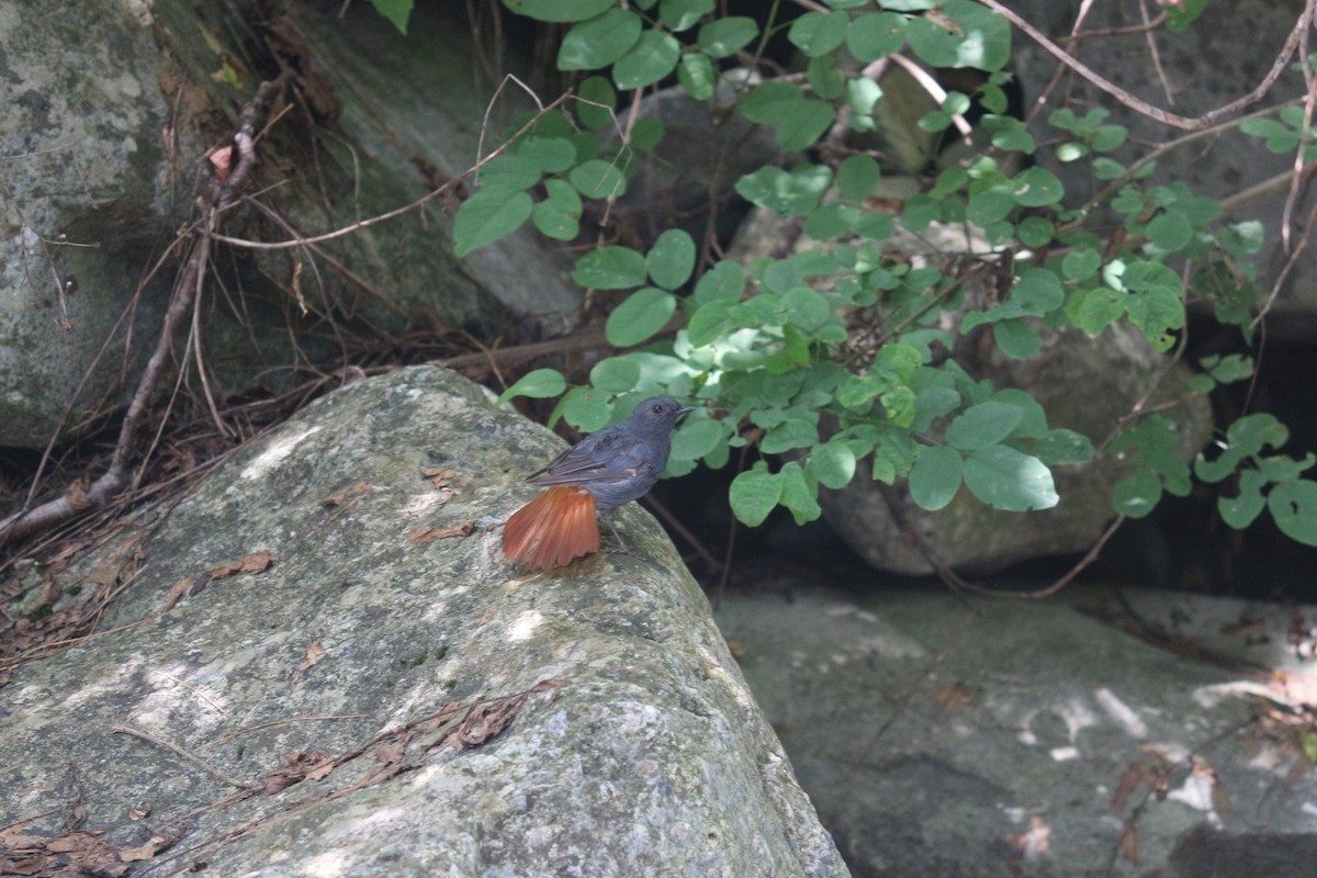 Plumbeous Redstart - ML157522081