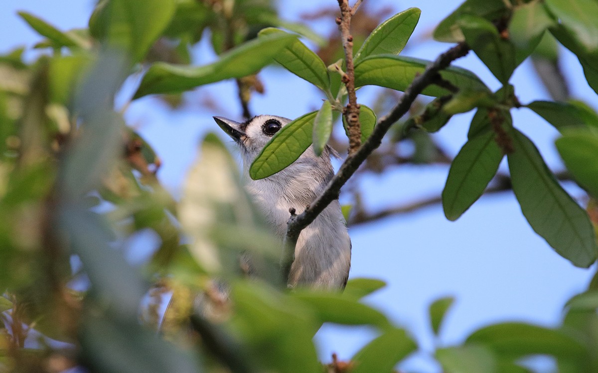 Mésange bicolore - ML157524831