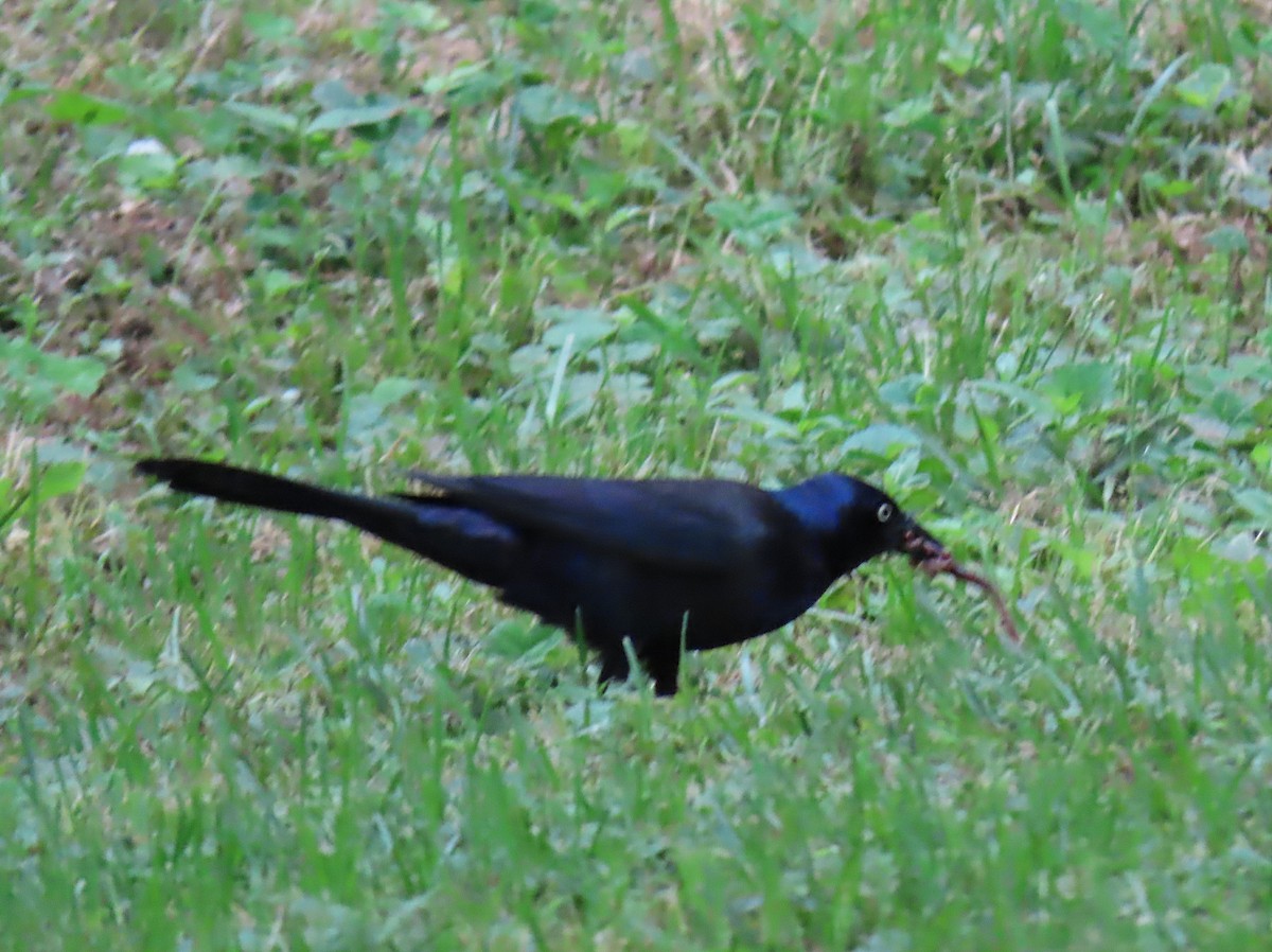 Common Grackle - ML157524861