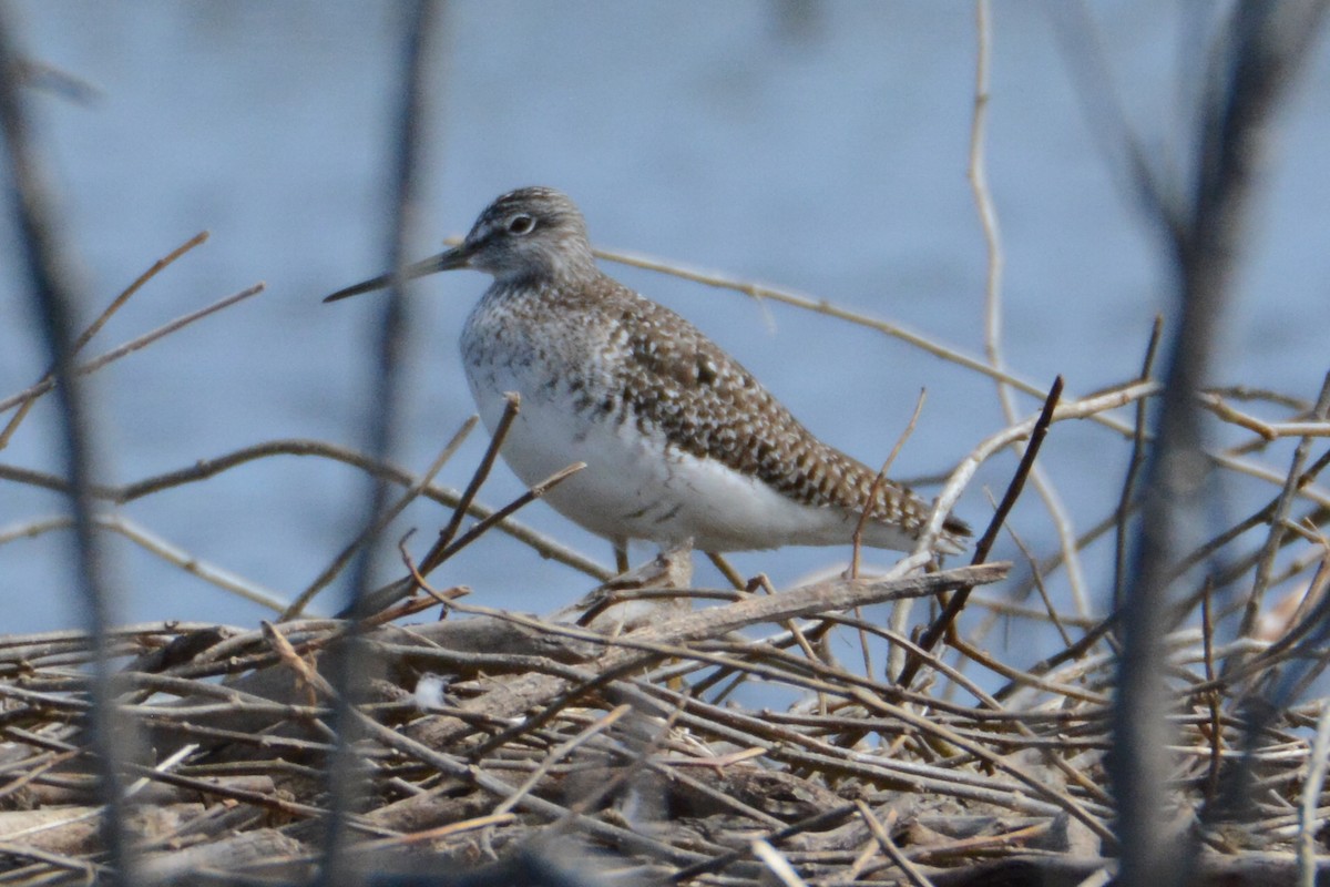 Greater Yellowlegs - ML157527451