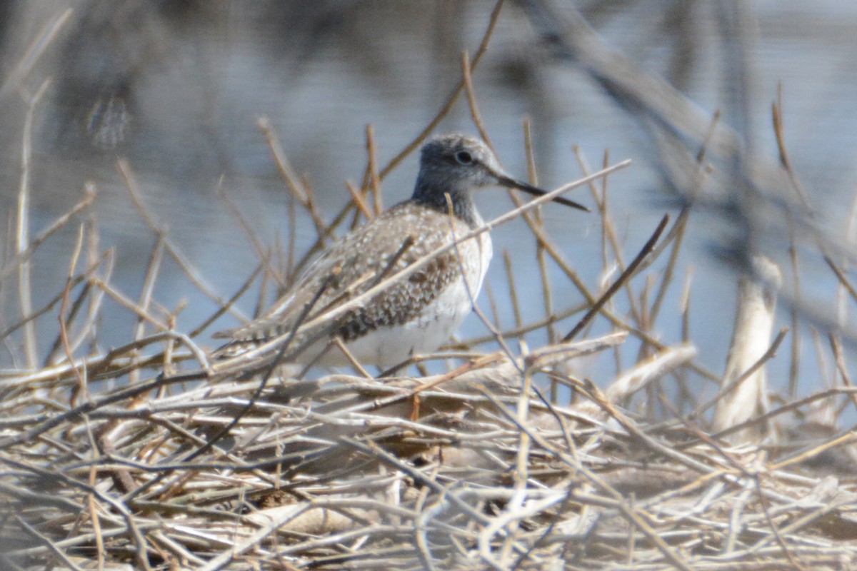 Greater Yellowlegs - ML157527491