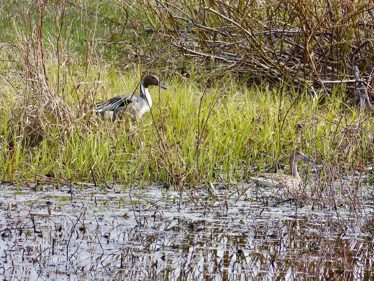 Canard pilet - ML157529971