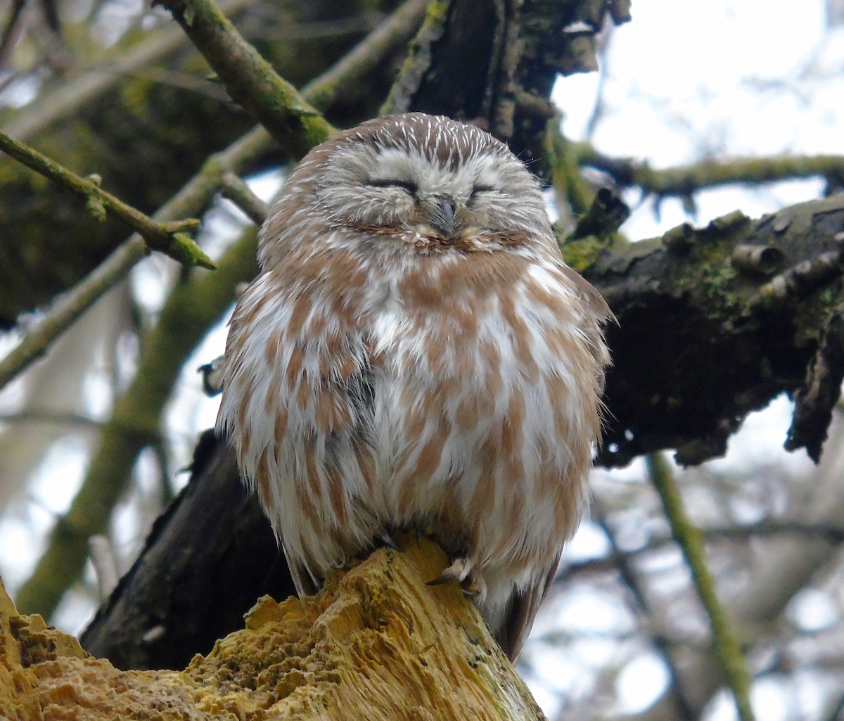 Northern Saw-whet Owl - ML157530871