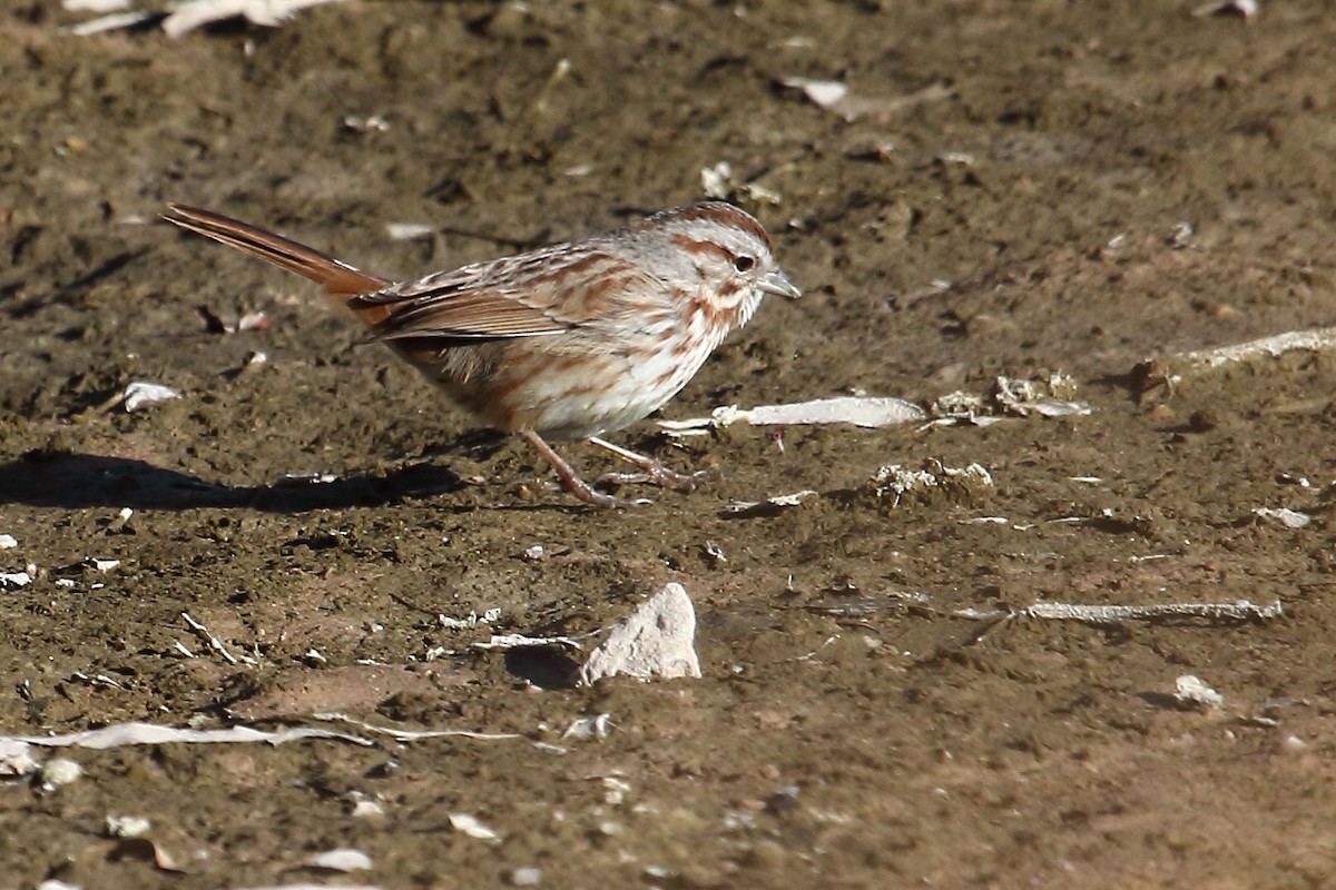 Song Sparrow - gord smith