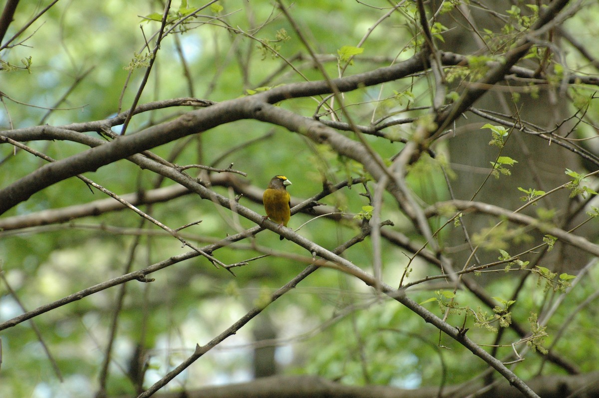 Evening Grosbeak - ML157532861