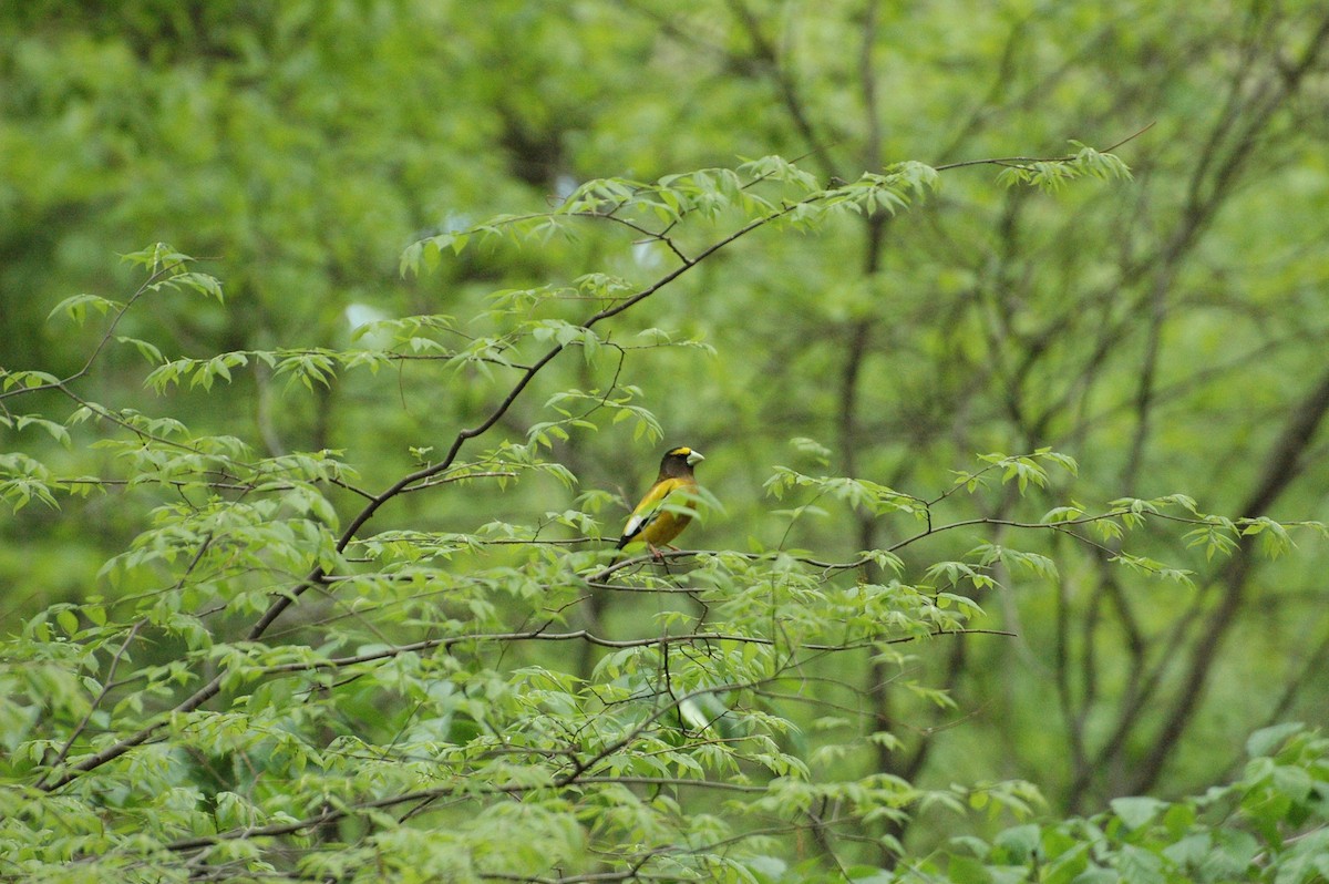 Evening Grosbeak - ML157532871