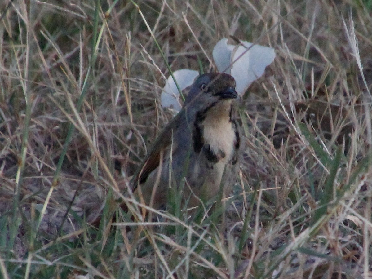 Collared Palm-Thrush - ML157533751