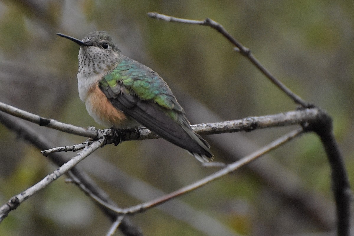 Broad-tailed Hummingbird - ML157534001