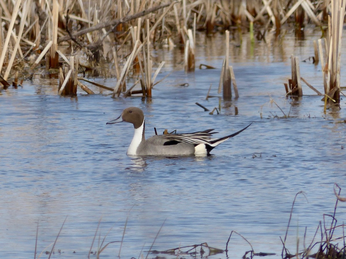 Canard pilet - ML157536781