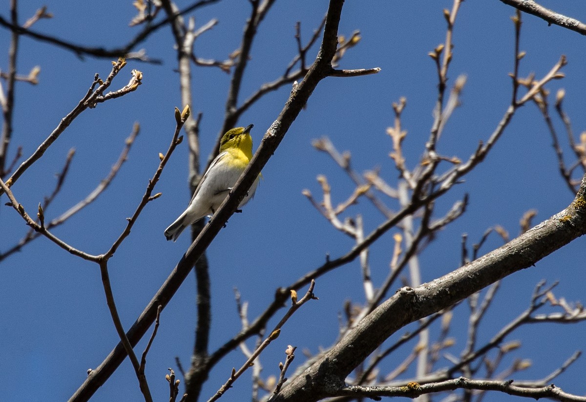 Vireo Gorjiamarillo - ML157539321