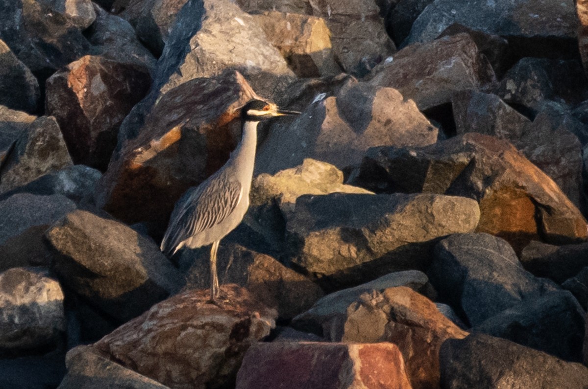 Yellow-crowned Night Heron - ML157540031