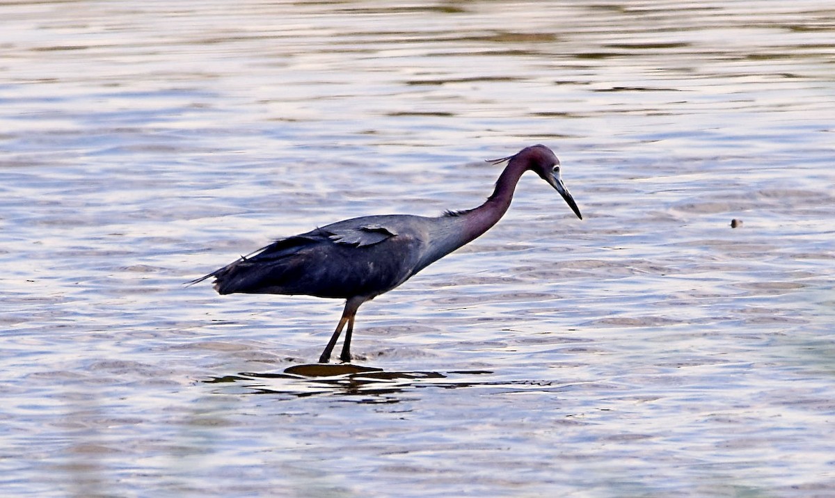 Little Blue Heron - ML157541561