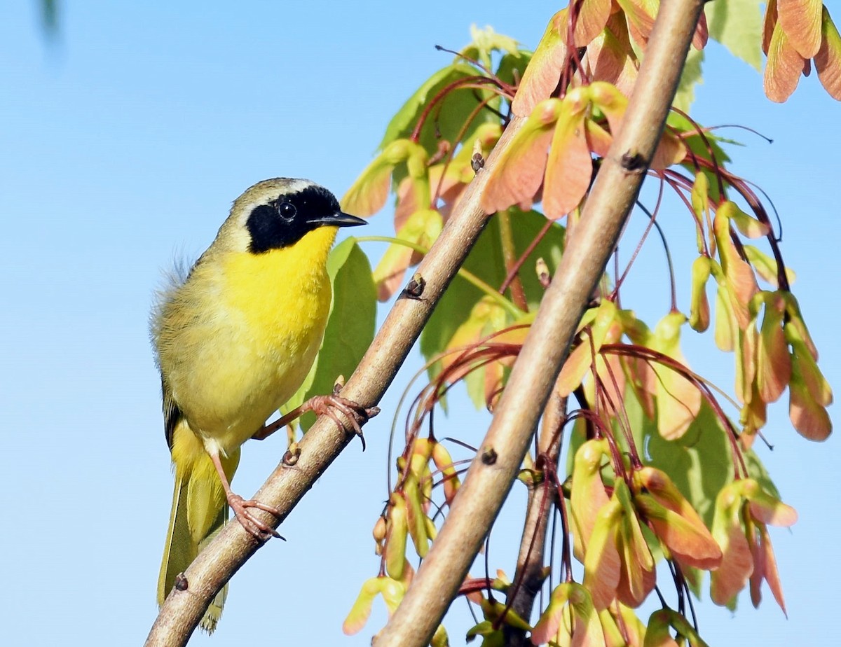 Common Yellowthroat - ML157541681
