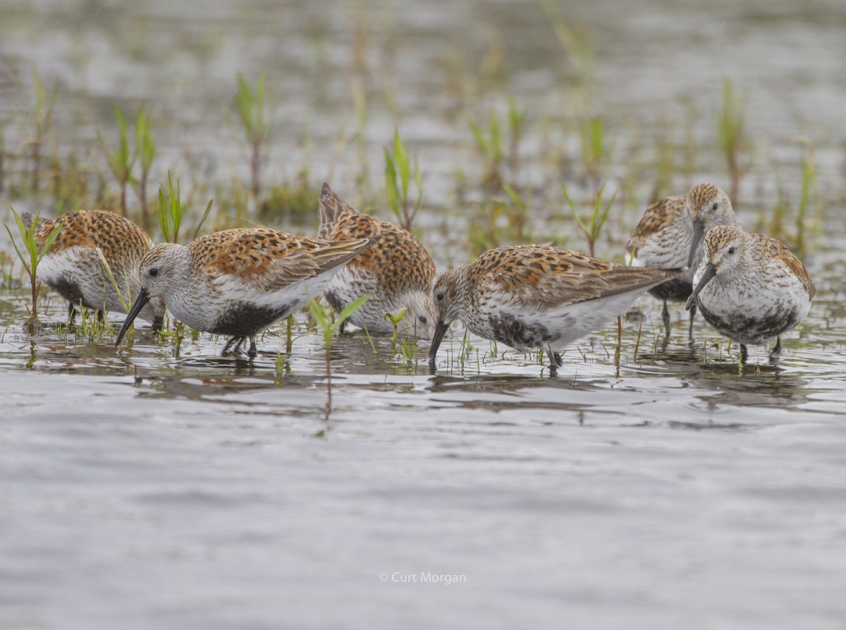 Dunlin - ML157541881