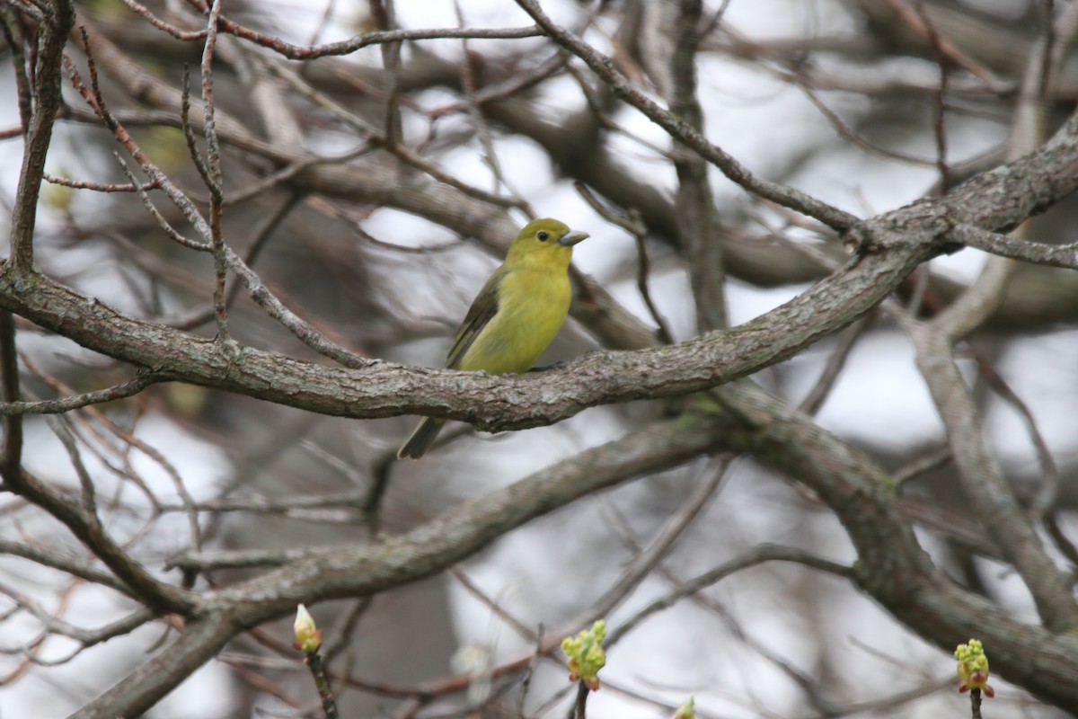 Scarlet Tanager - Jamie Krupka