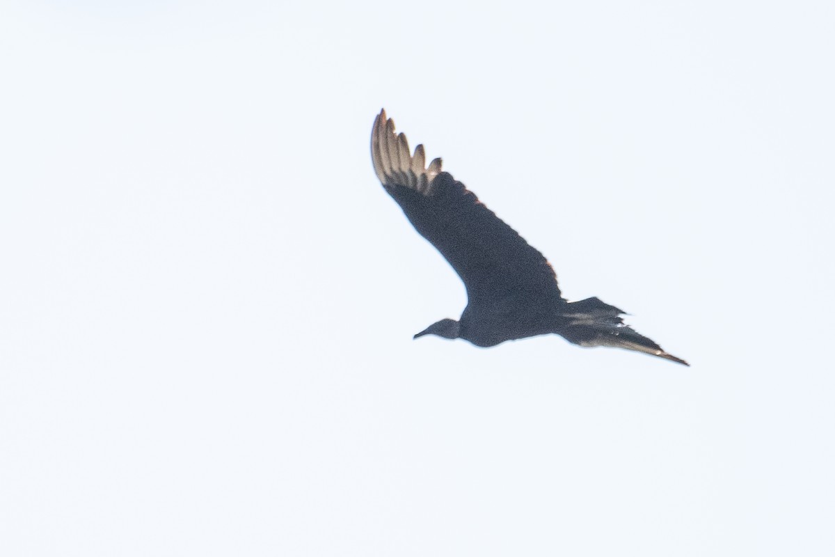 Black Vulture - ML157542501