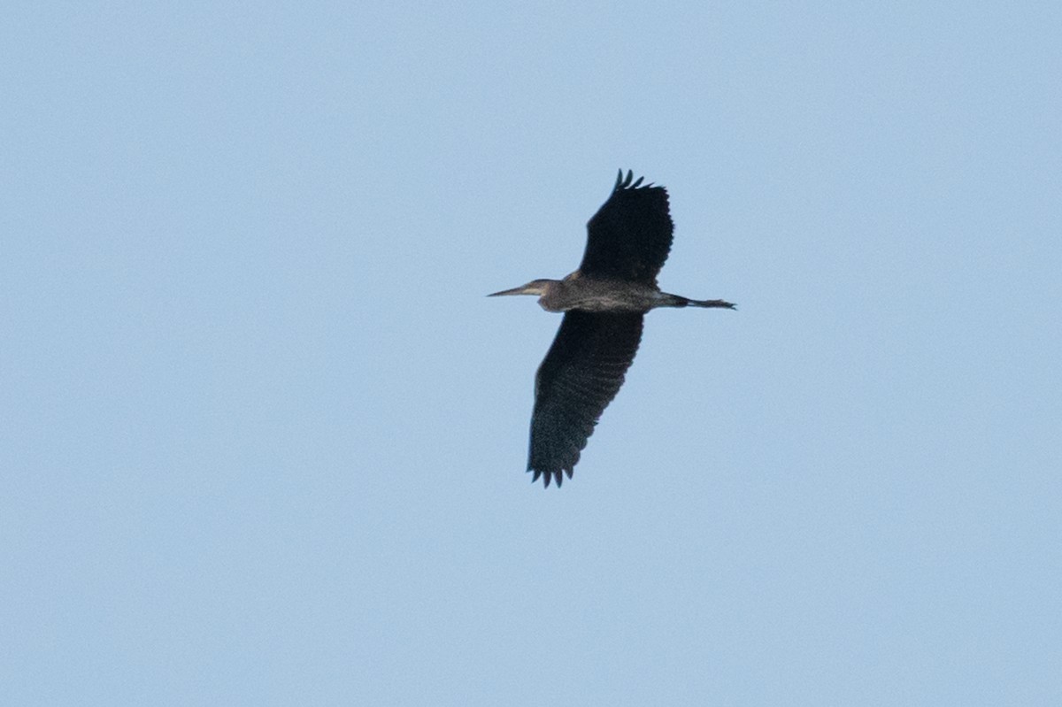 Great Blue Heron - ML157543351