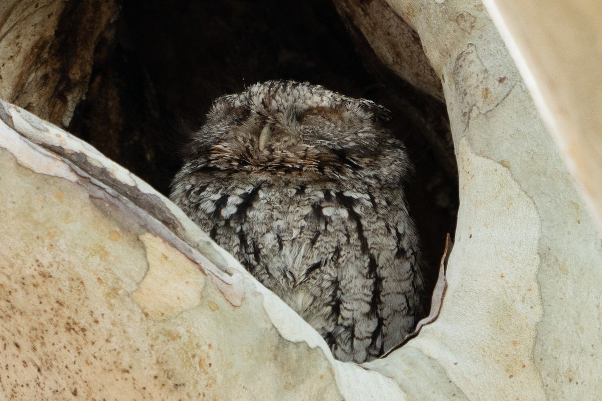 Whiskered Screech-Owl - ML157545141