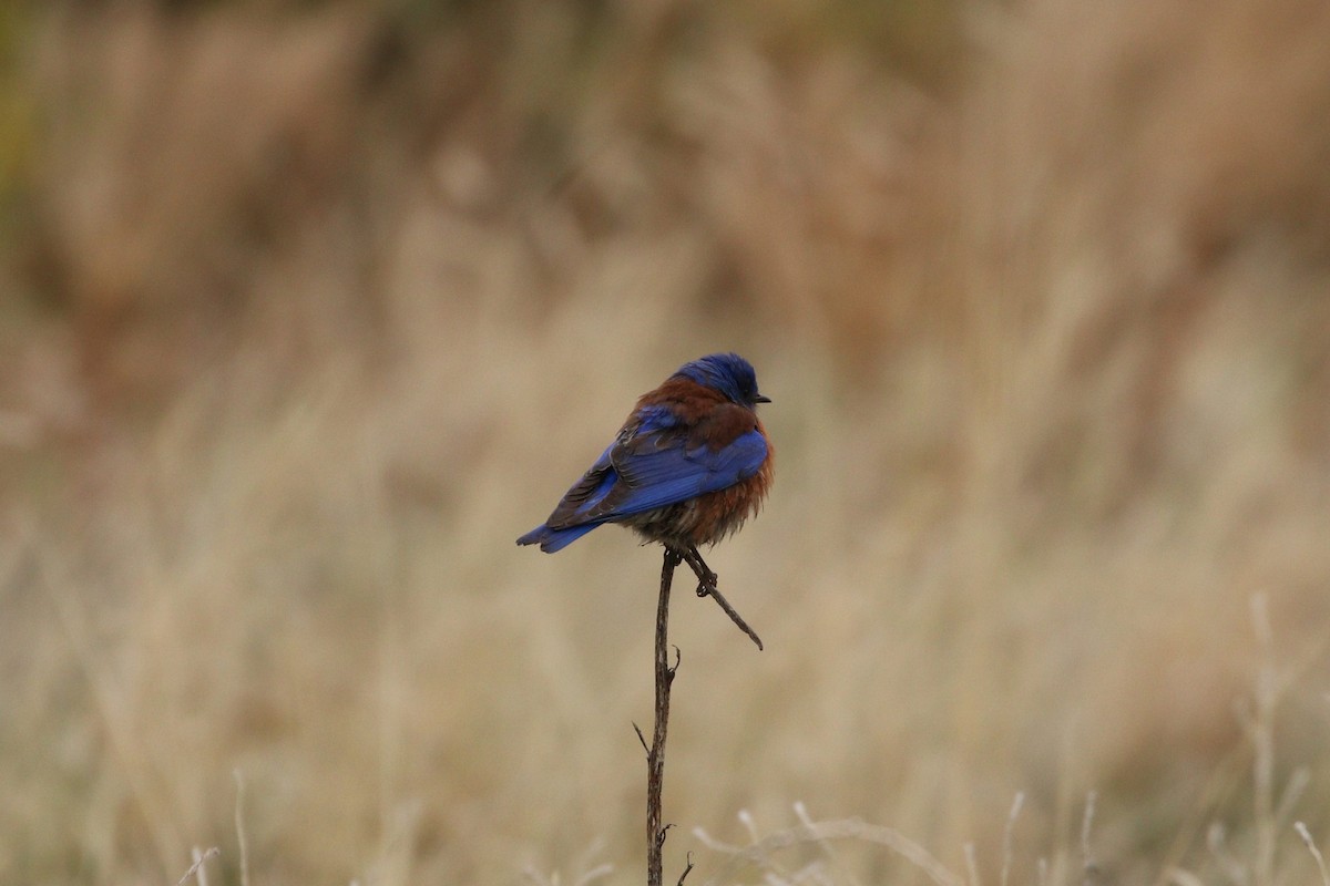 Western Bluebird - ML157545491