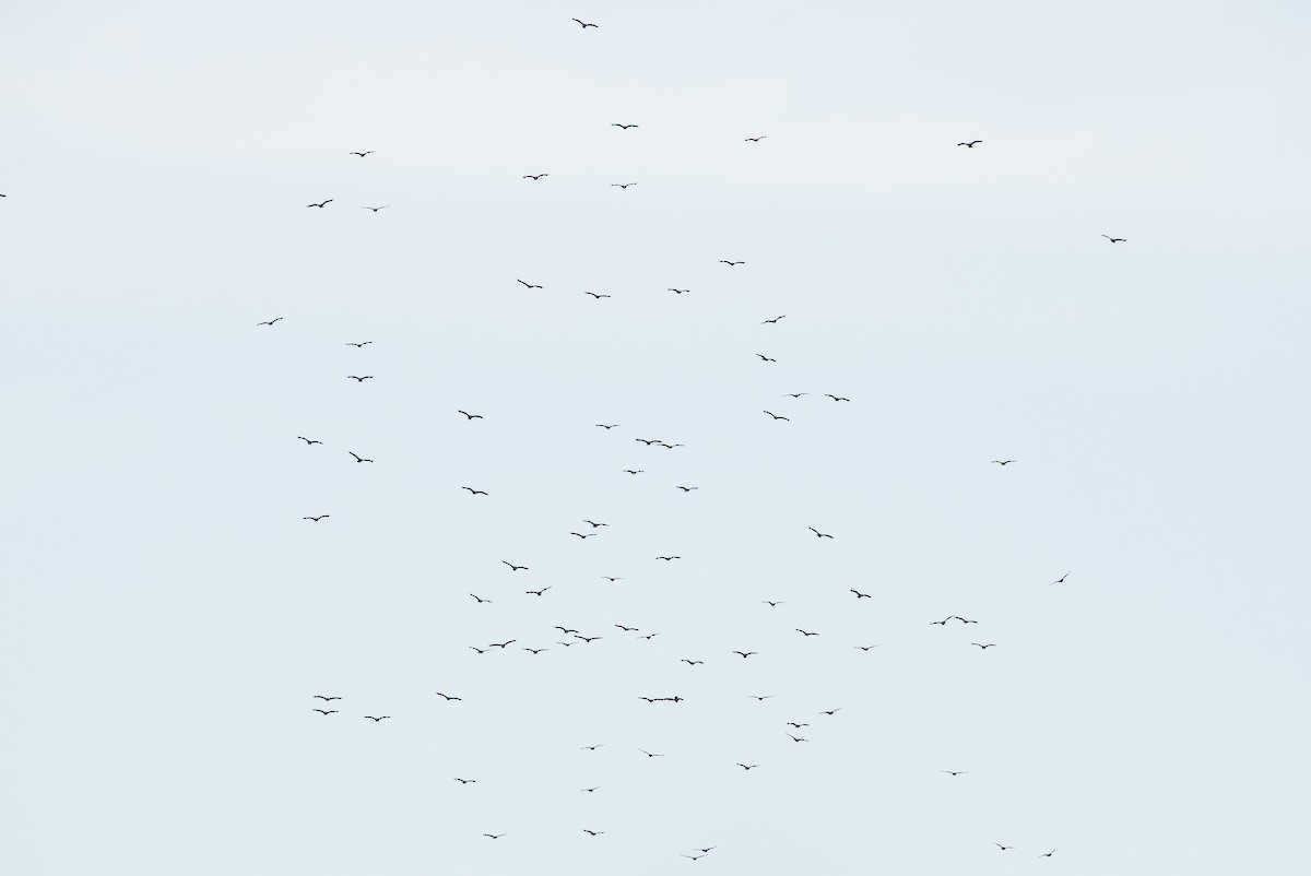 Turkey Vulture - ML157545621