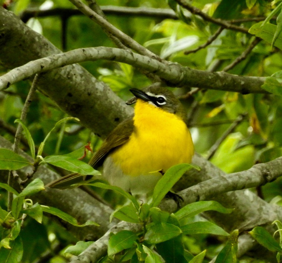 Yellow-breasted Chat - ML157547821