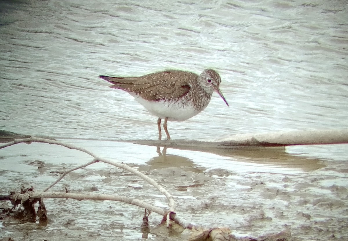 Solitary Sandpiper - ML157552091