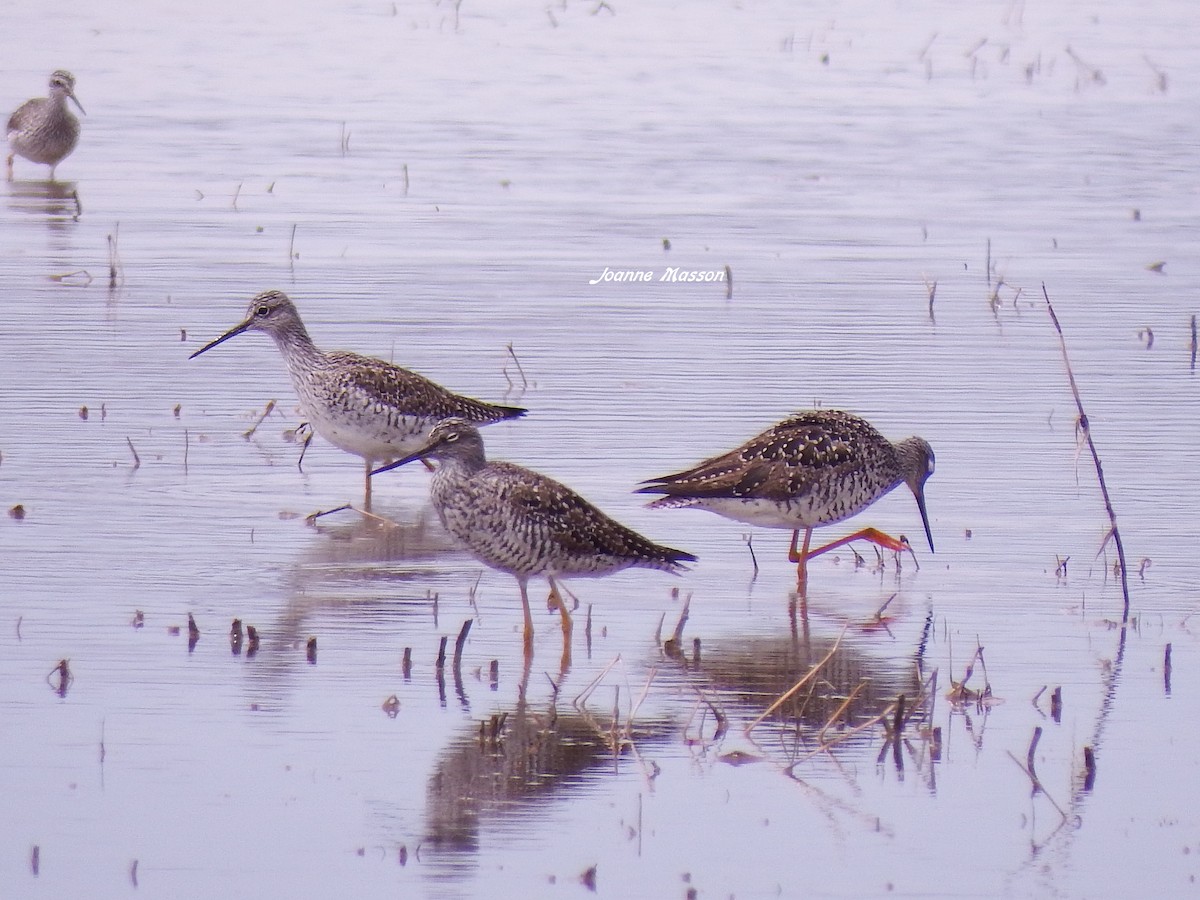 Greater Yellowlegs - Joanne Masson