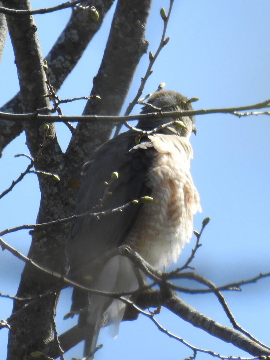 Cooper's Hawk - ML157552431