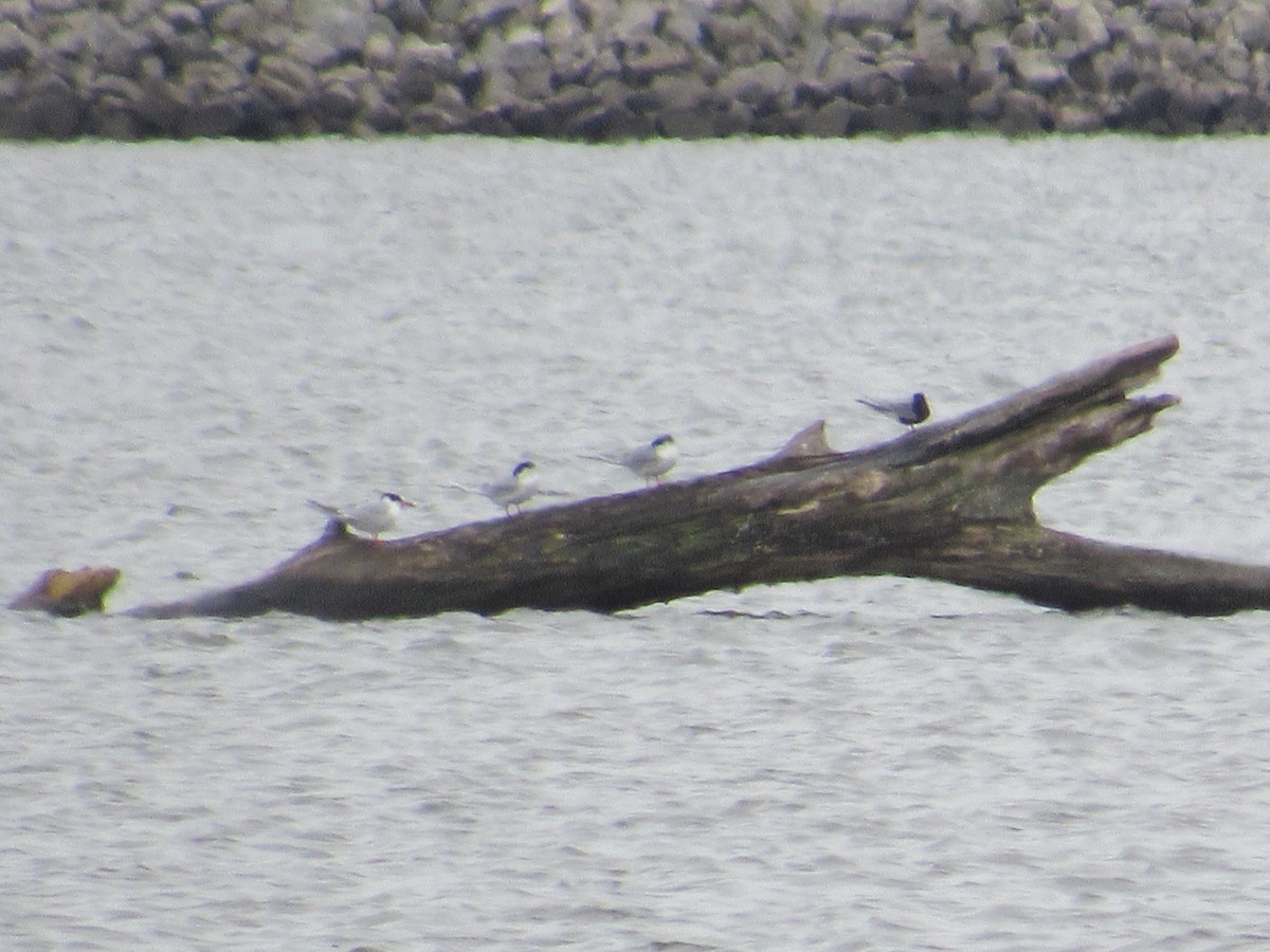 Black Tern - ML157553331