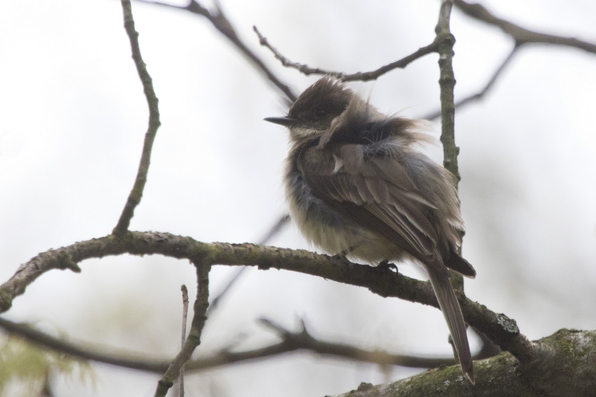 Eastern Phoebe - ML157554201