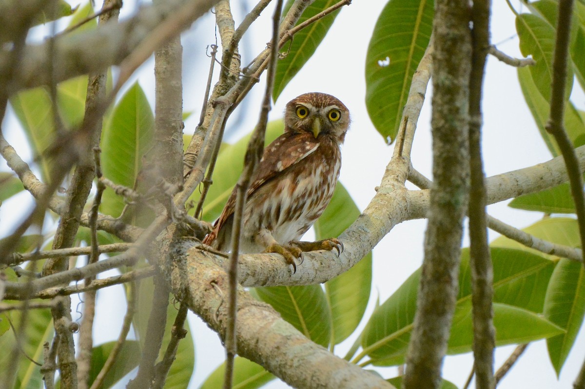 Ferruginous Pygmy-Owl - ML157554801