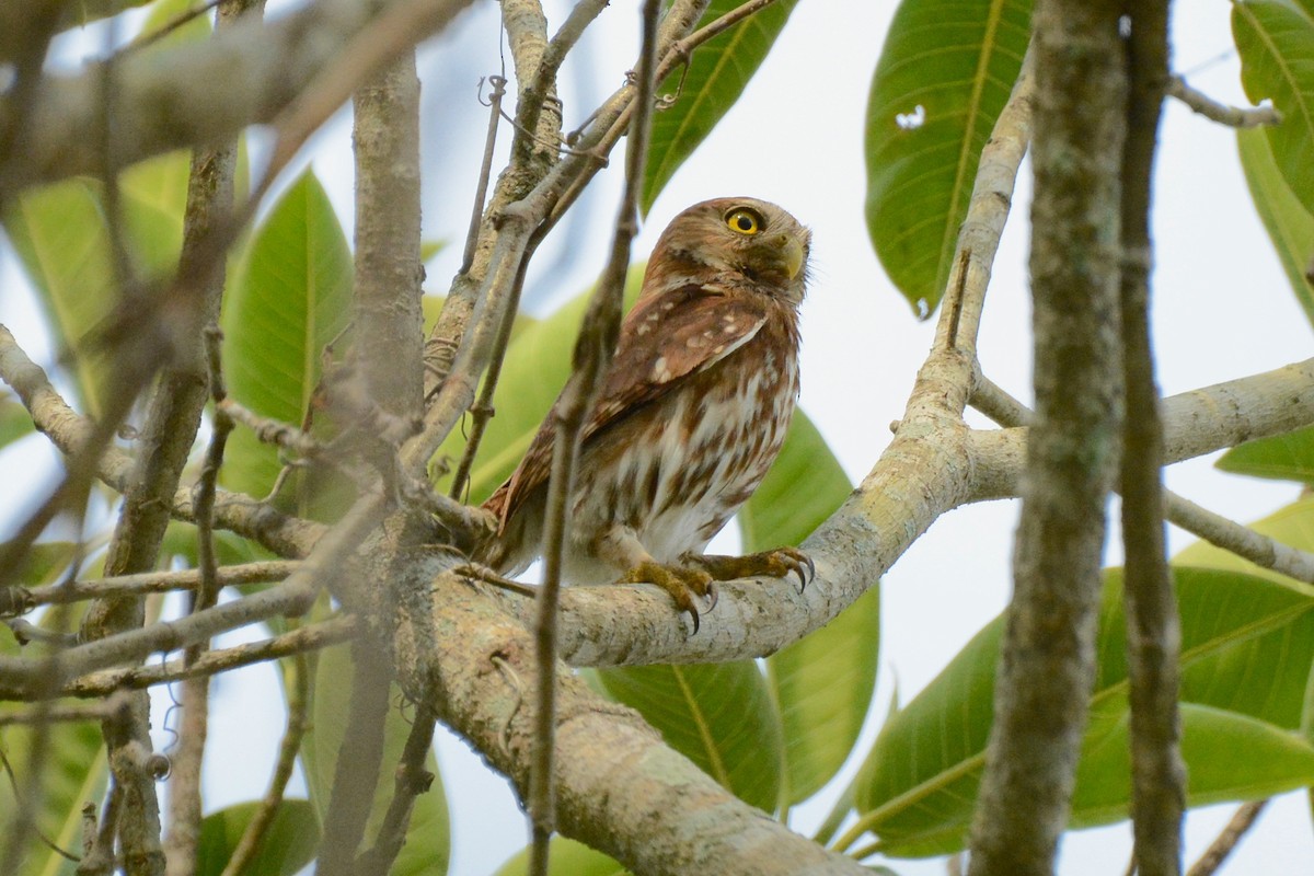 Ferruginous Pygmy-Owl - ML157554831