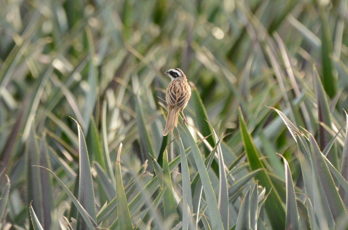 Stripe-headed Sparrow - Tim Bandfield