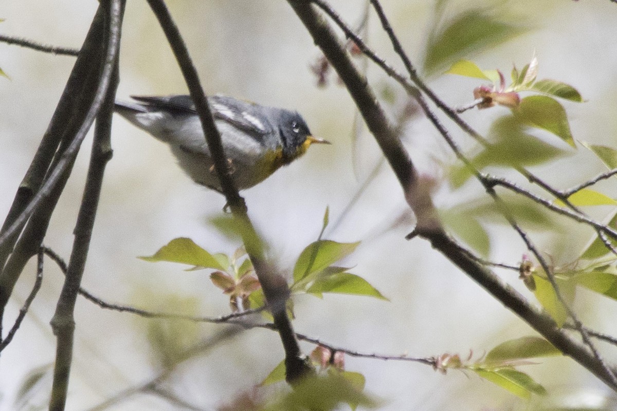 Northern Parula - ML157556251