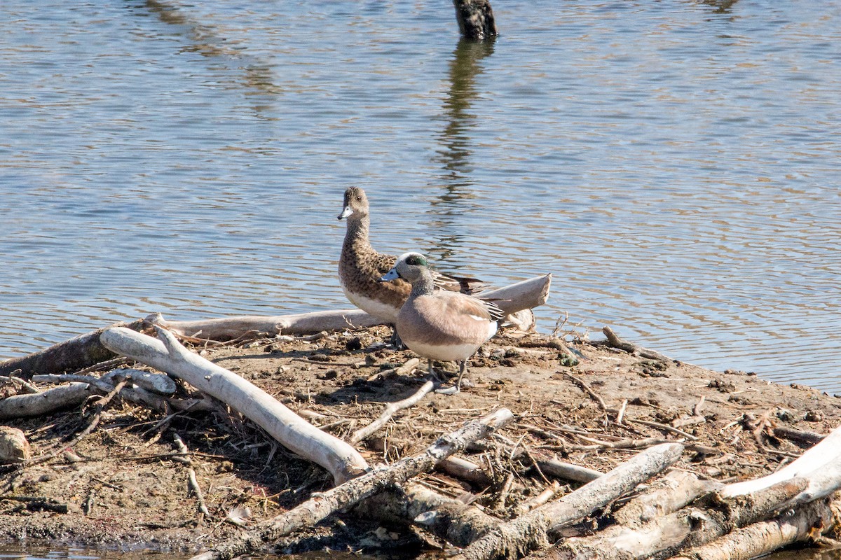 American Wigeon - ML157557041