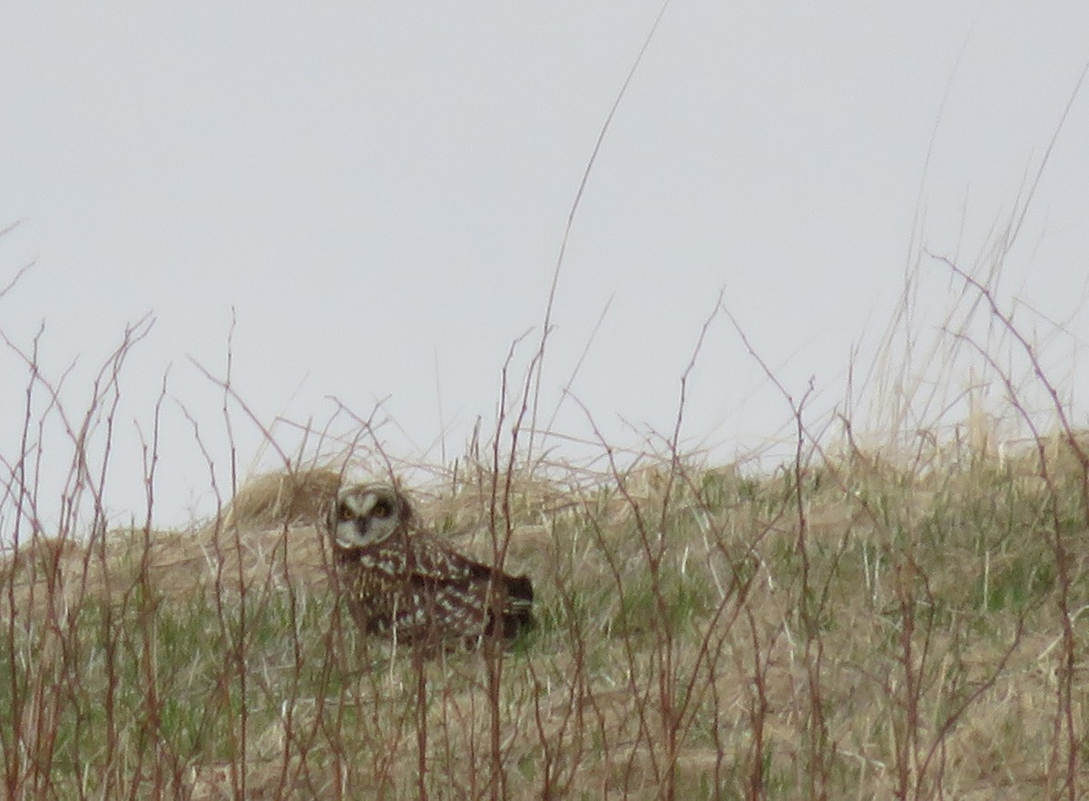 Short-eared Owl (Northern) - ML157558341