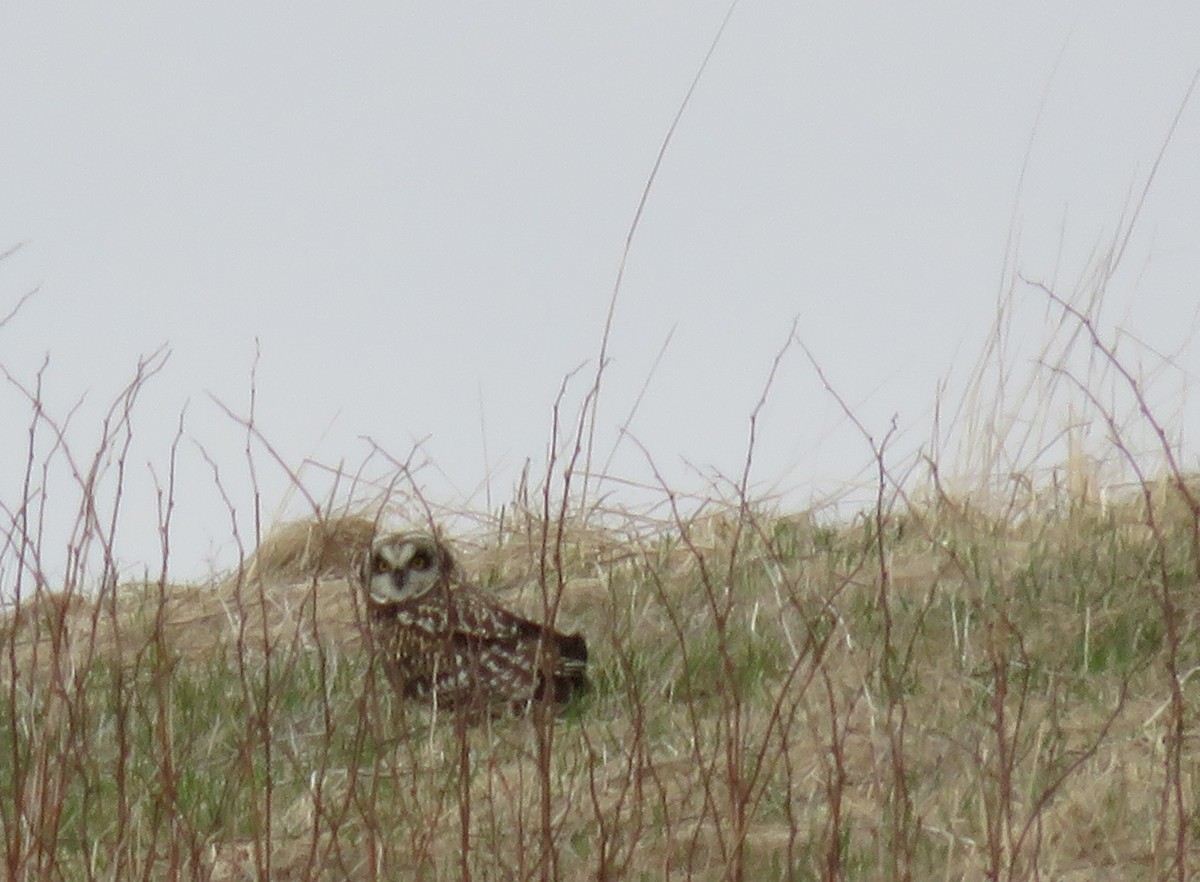 Short-eared Owl (Northern) - Bernie Brown