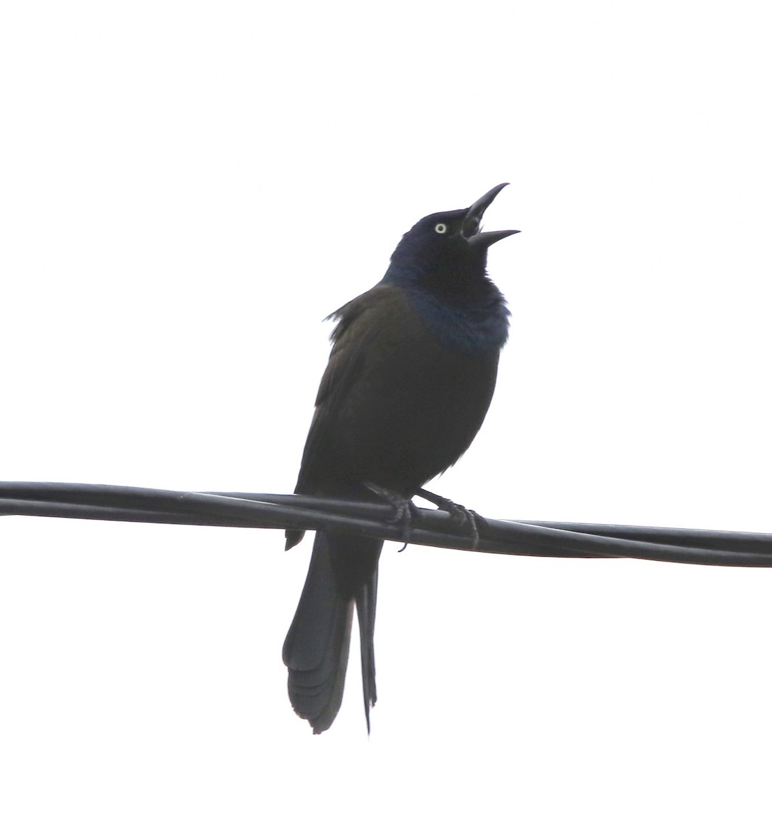 Common Grackle - ML157558641