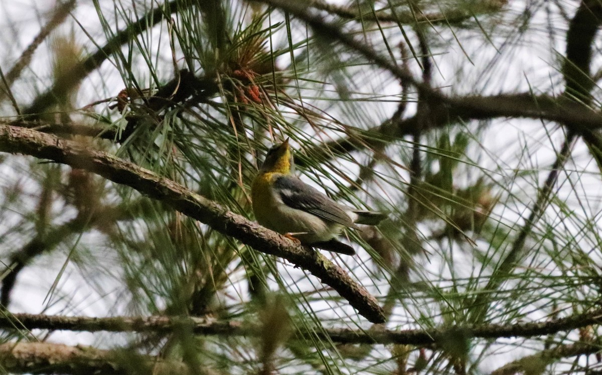 Northern Parula - ML157560231
