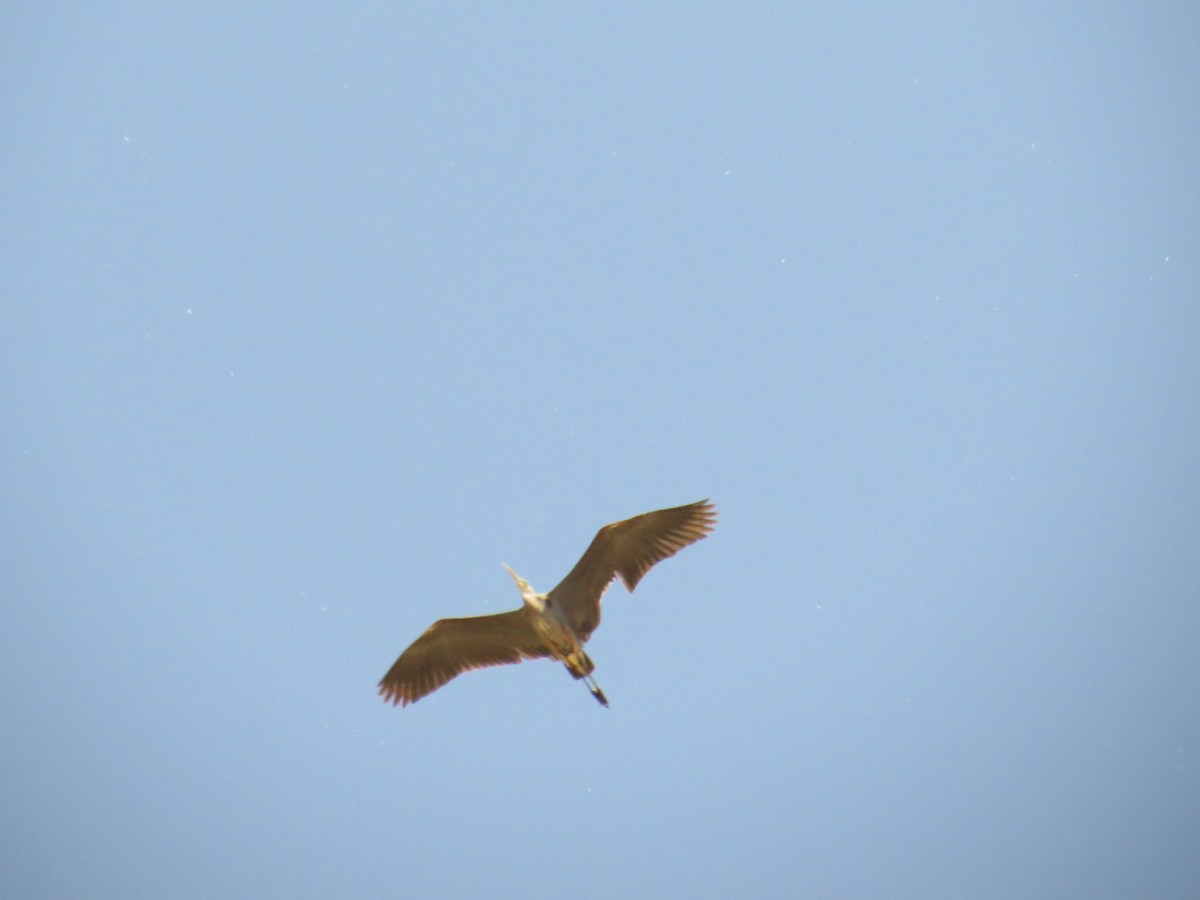 Great Blue Heron - Hauns Froehlingsdorf