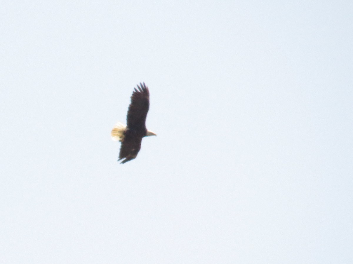 Bald Eagle - Hauns Froehlingsdorf