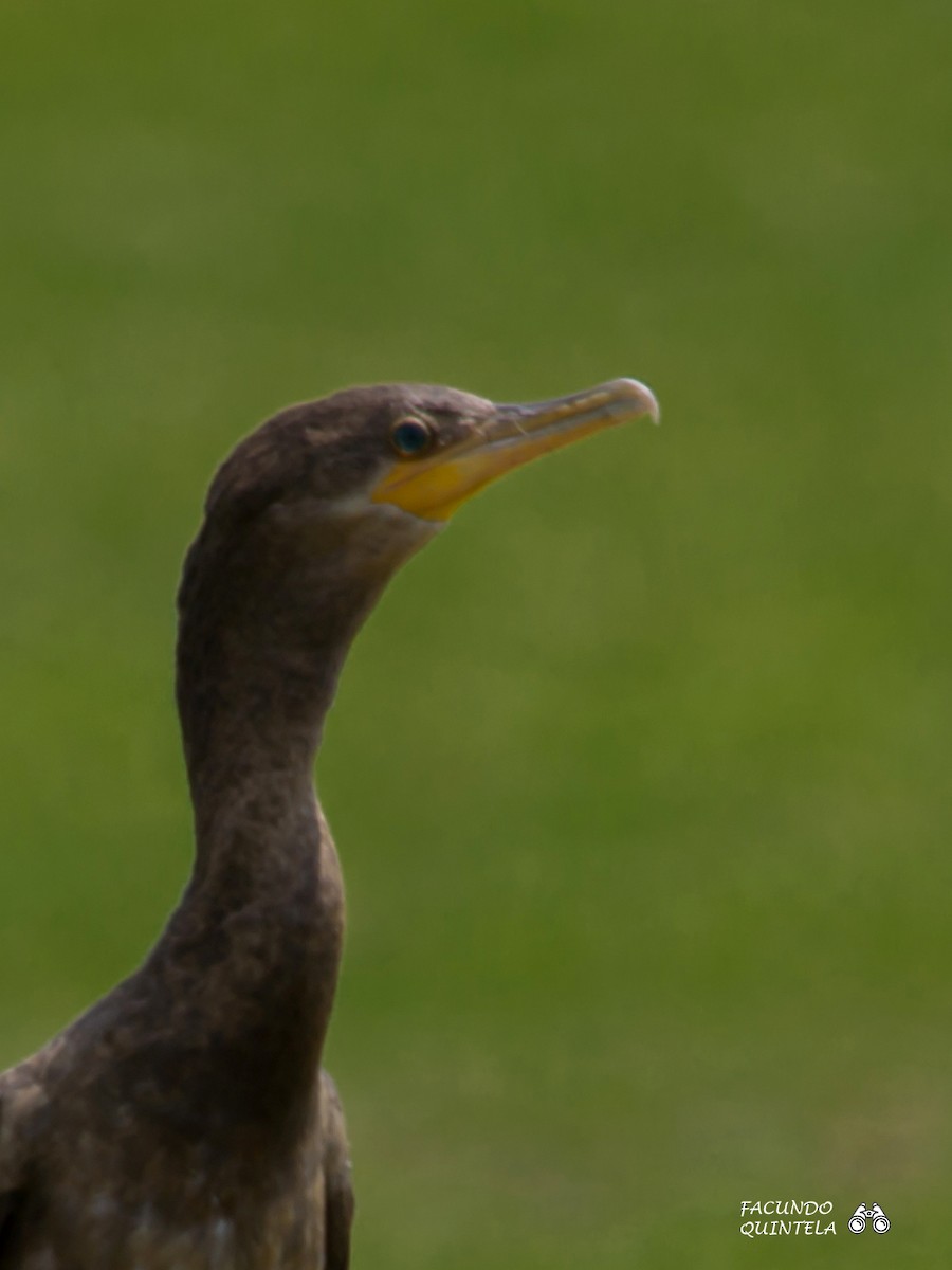 Neotropic Cormorant - ML157561371