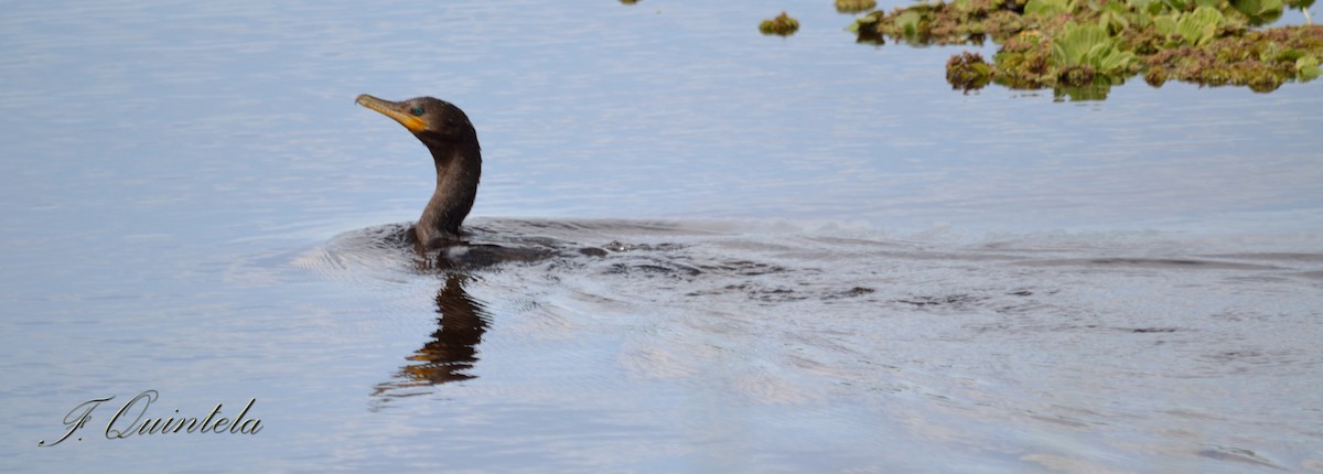 Neotropic Cormorant - Facundo Quintela