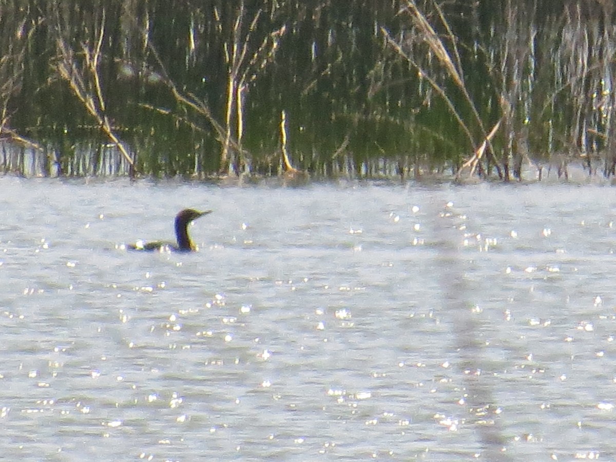 Double-crested Cormorant - Hauns Froehlingsdorf