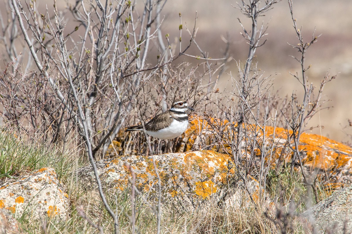 Killdeer - Meghan Mickelson