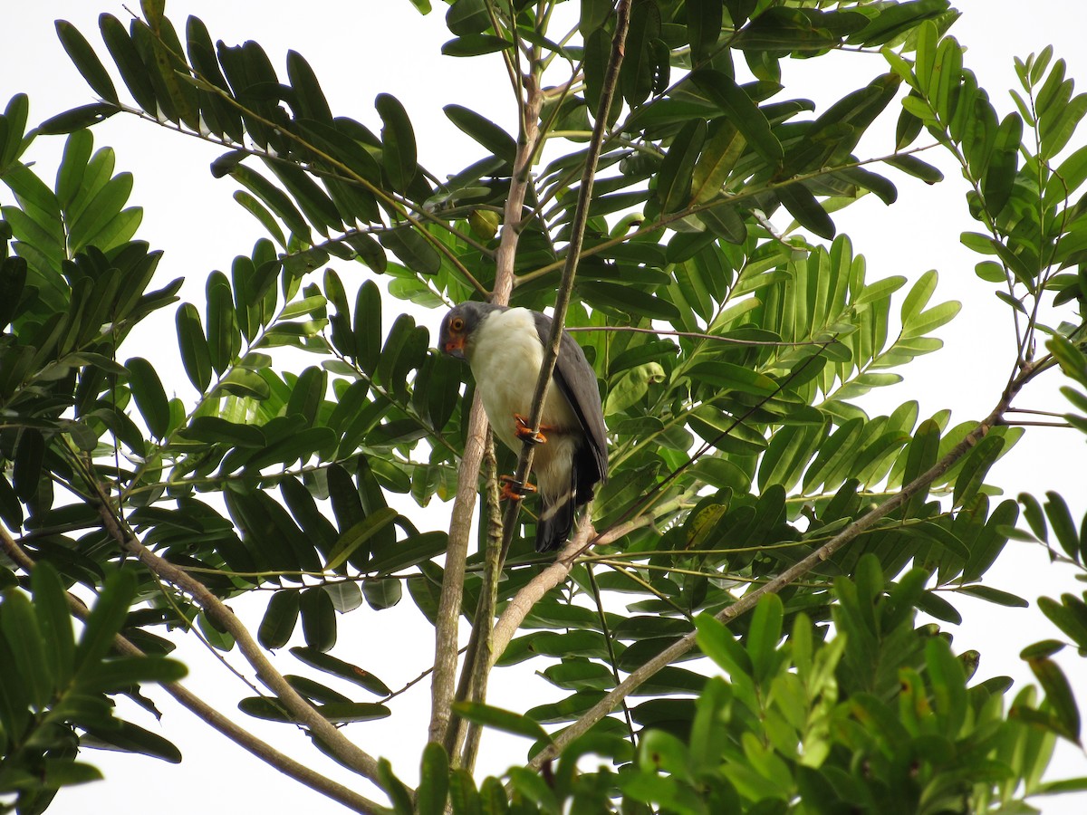 Semiplumbeous Hawk - ML157562921