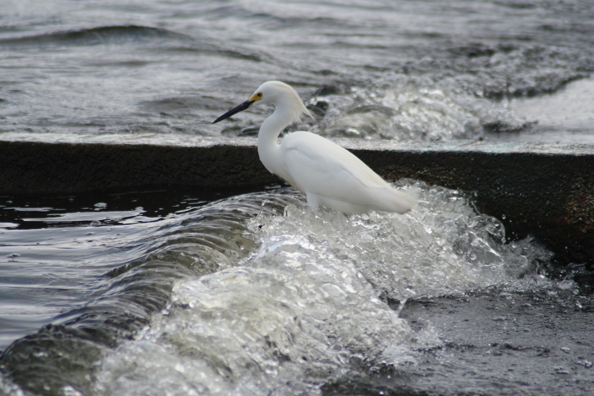 Snowy Egret - Bart Wickel