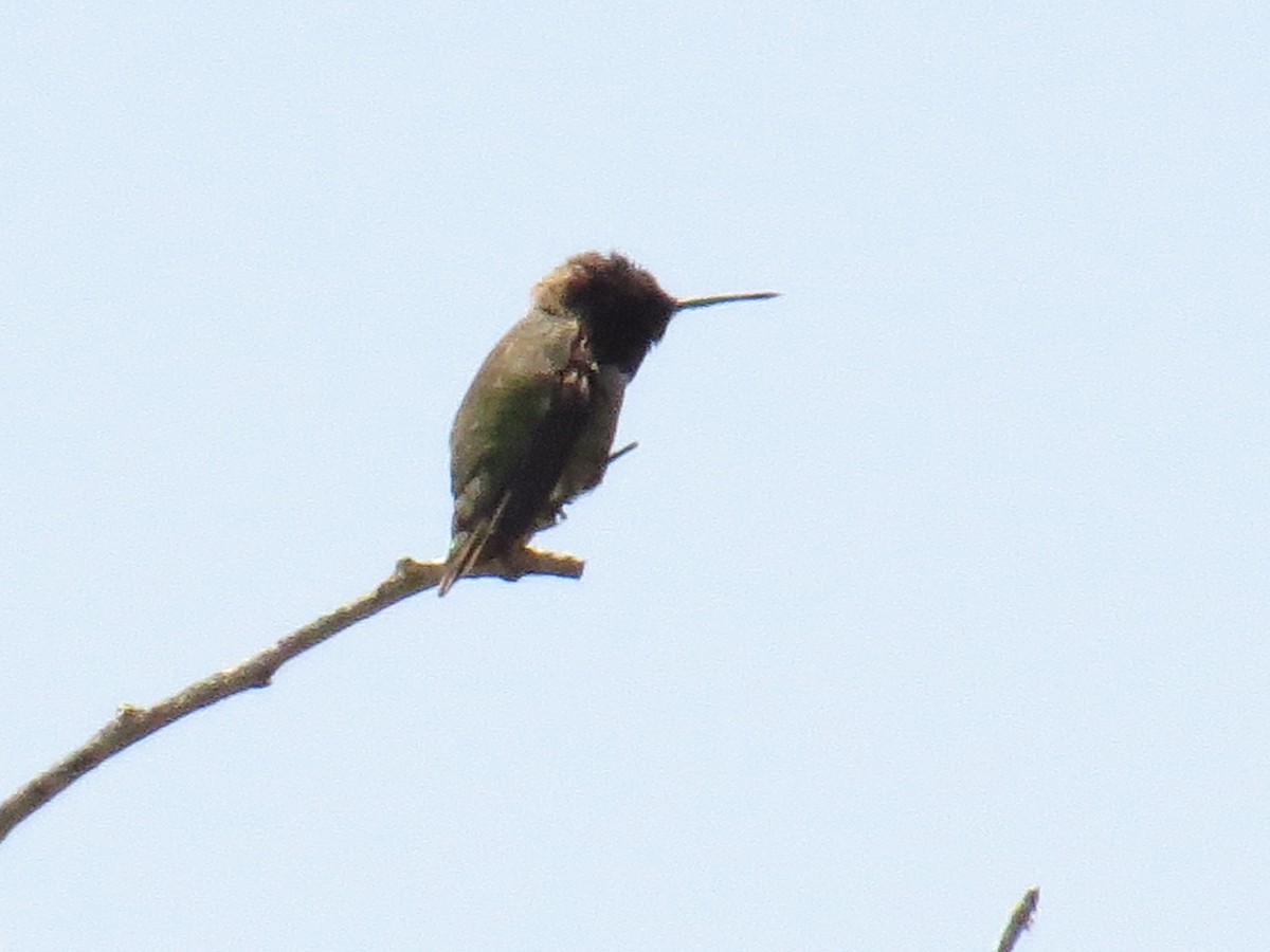 Anna's Hummingbird - Hauns Froehlingsdorf