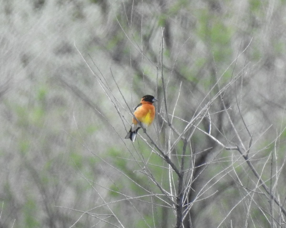Black-headed Grosbeak - ML157565011